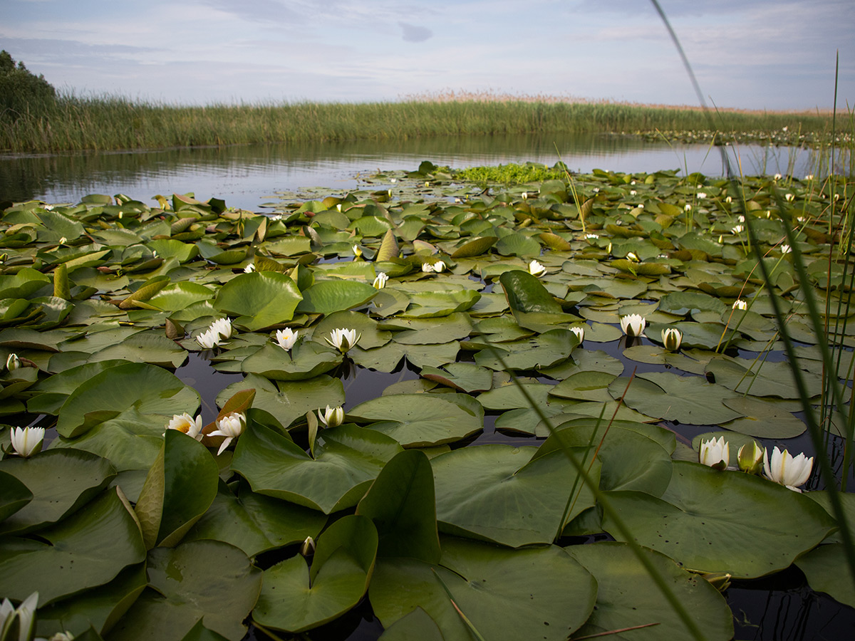 LAKE LECOMTE stocking