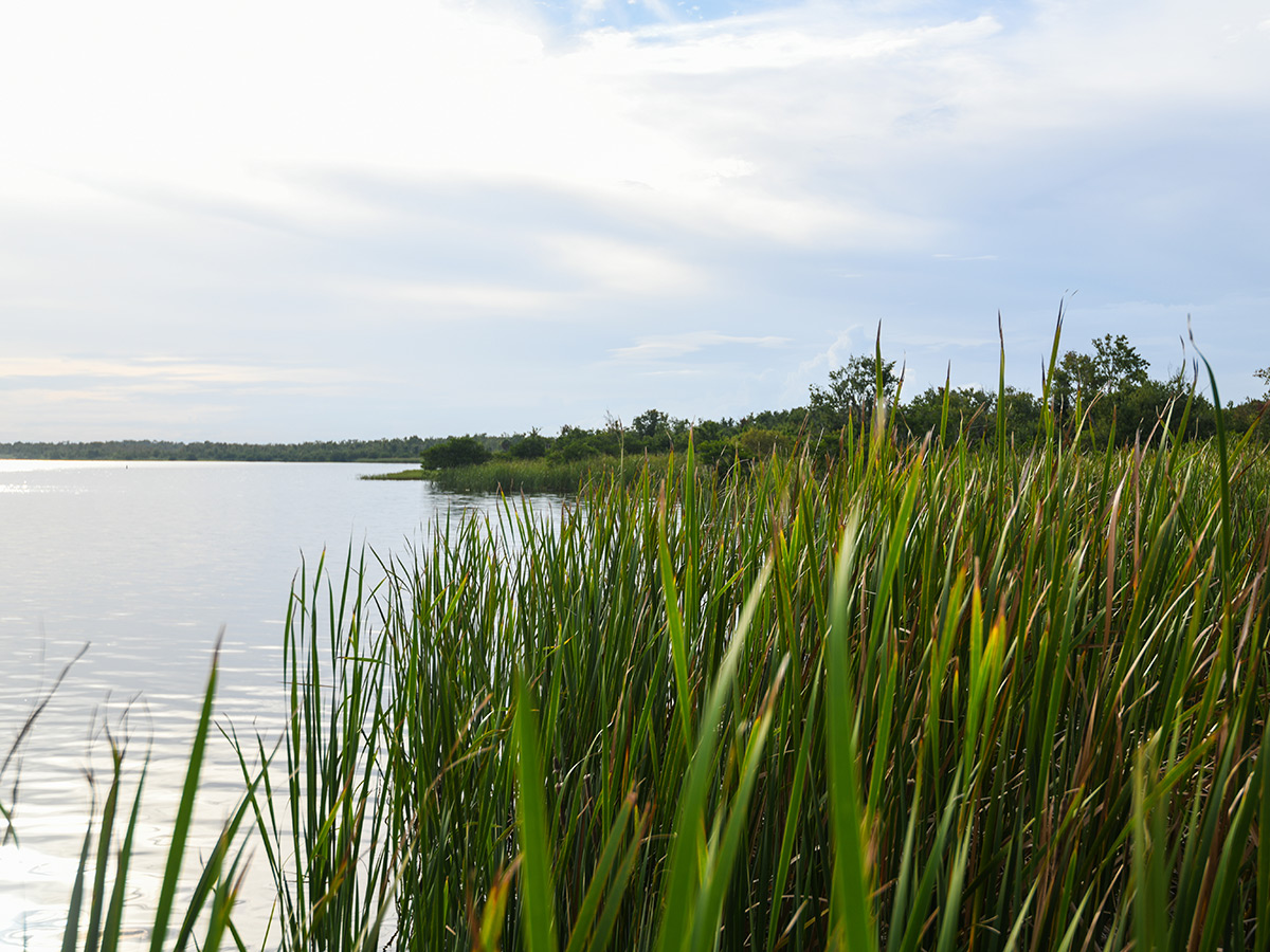 Bear Pond stocking